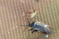 Adelphocoris seticornis