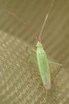 Trigonotylus caelestialium