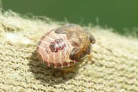 Peribalus strictus vernalis