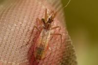 Nabis limbatus
