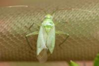 Adelphocoris quadripunctatus