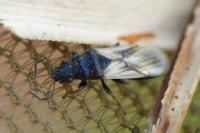 Metopoplax ditomoides