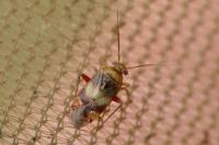 Pinalitus viscicola