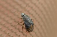 Charagochilus gyllenhalii