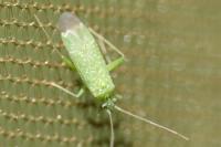 Orthotylus flavosparsus