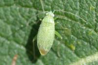 Orthotylus flavosparsus