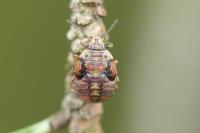 Holcogaster fibulata