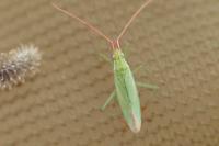 Trigonotylus caelestialium