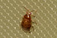 Deraeocoris lutescens