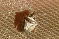 Eysarcoris aeneus