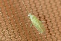 Malacocoris chlorizans