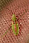 Myrmus miriformis