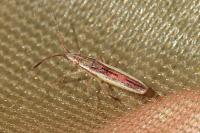 Myrmus miriformis