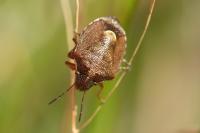 Rubiconia intermedia