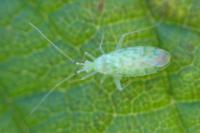 Malacocoris chlorizans