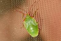 Acanthosoma haemorrhoidale