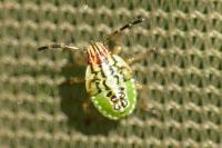 Elasmucha grisea