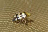 Liocoris tripustulatus