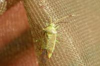 Pantilius tunicatus