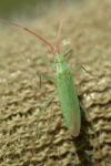 Trigonotylus caelestialium