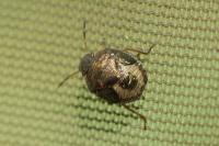 Peribalus strictus vernalis