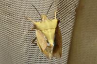 Carpocoris fuscispinus