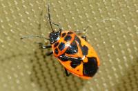 Eurydema dominulus