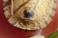 Eurygaster testudinaria