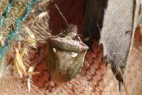 Eysarcoris aeneus