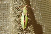 Myrmus miriformis