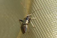 Adelphocoris seticornis