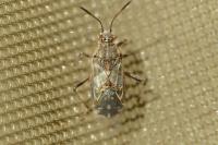 Liorhyssus hyalinus