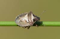 Eysarcoris aeneus