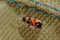 Horvathiolus superbus