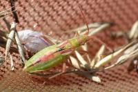 Myrmus miriformis
