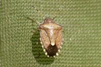 Peribalus strictus vernalis