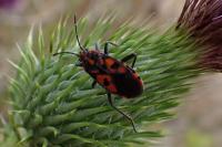 Spilostethus saxatilis