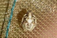 Eysarcoris aeneus