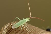 Trigonotylus caelestialium