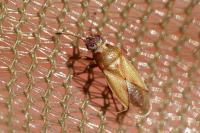 Cymus melanocephalus