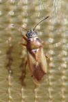 Cymus melanocephalus