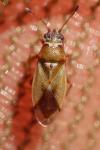 Cymus melanocephalus