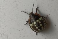 Nezara viridula