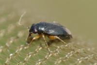 Chlamydatus pulicarius