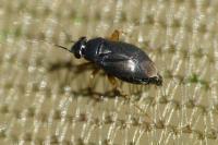 Chlamydatus pulicarius