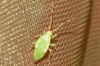 Pantilius tunicatus