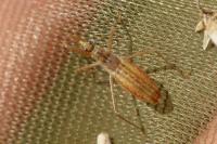 Nabis limbatus