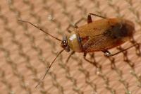 Pinalitus atomarius