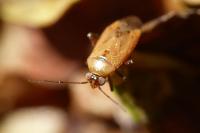Pinalitus atomarius