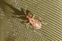 Himacerus mirmicoides